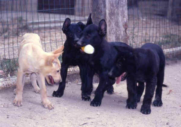 Cane da Pastore Italiano 