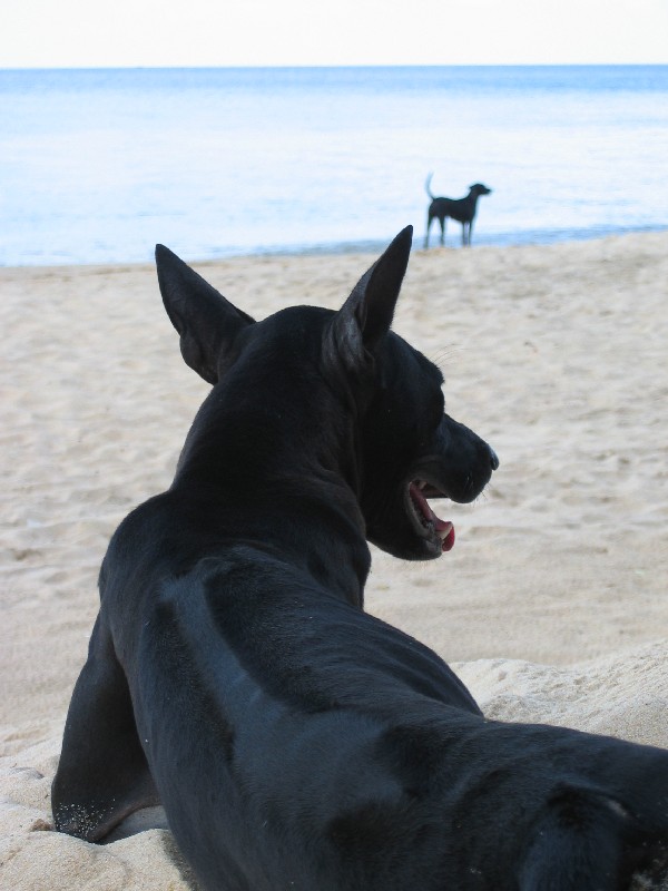 Cane dell'Isola di Phu Quoc