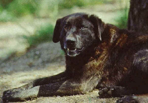 Cane di Castro Laboreiro