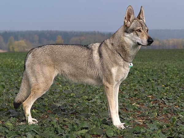 Cane Lupo Cecoslovacco