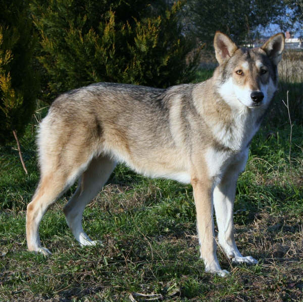 Cane Lupo di Saarloos