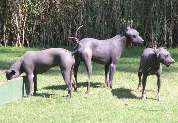 Cane Nudo Messicano