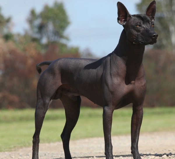 Cane Nudo Messicano