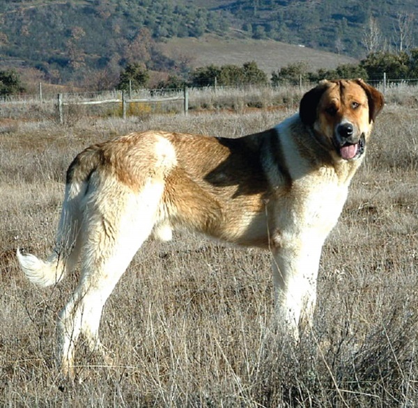 Cão de Gado Transmontano