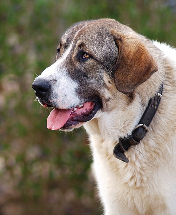 Razze Cani C o De Gado Transmontano
