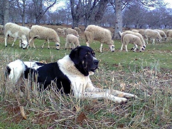 Cão de Gado Transmontano