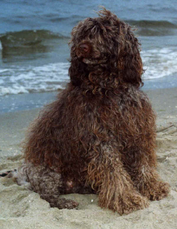 Cão de Agua Portugués