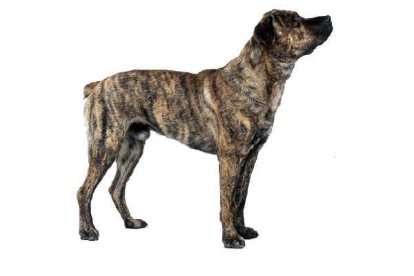 Cão de Fila de São Miguel 