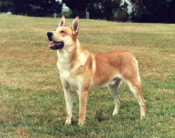 Carolina Dog