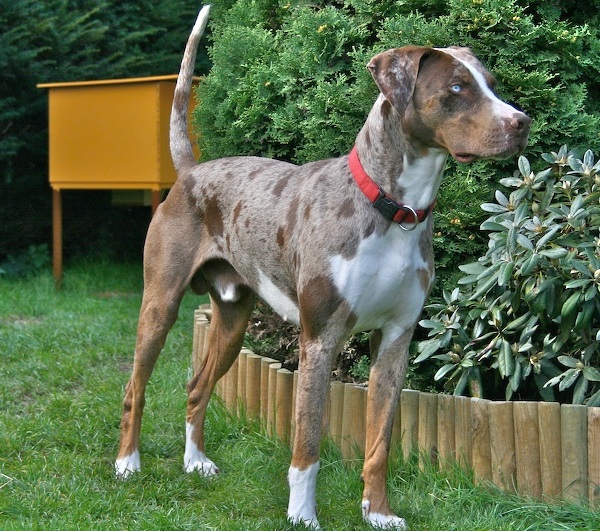 Catahoula Leopard Dog