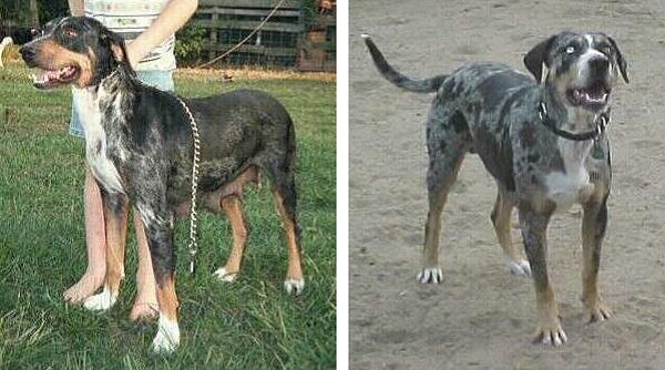 Catahoula Leopard Dog