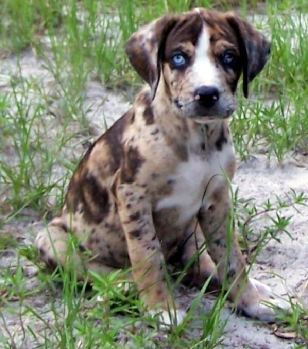 Catahoula Leopard Dog