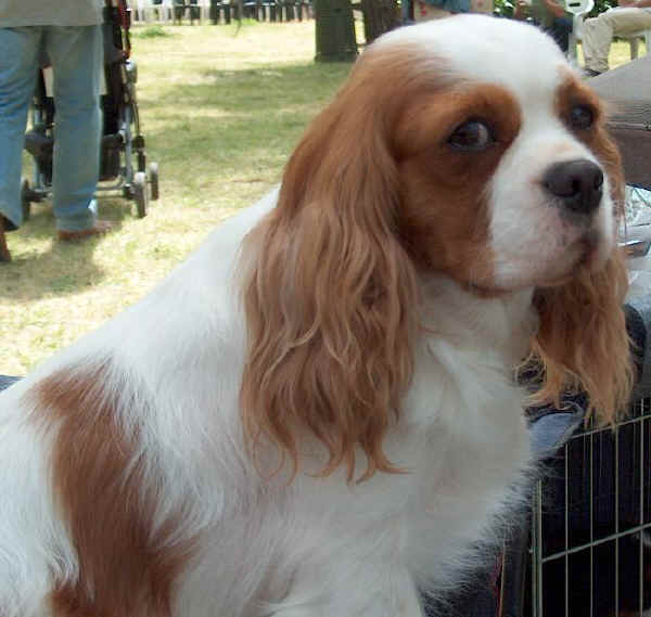 Cavalier King Charles Spaniel