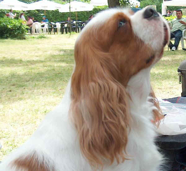 Cavalier King Charles Spaniel