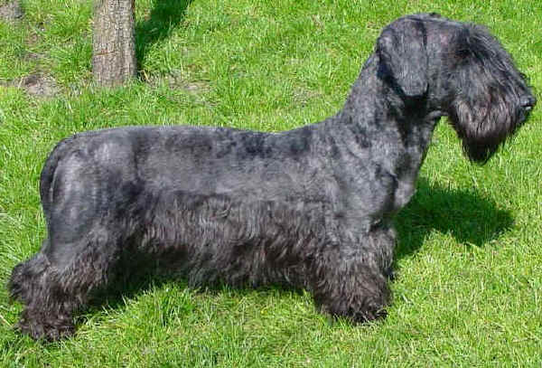 Cesky Terrier 