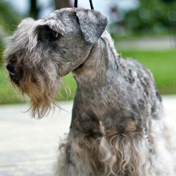 Cesky Terrier 