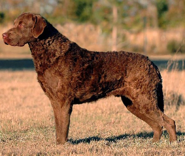 Chesapeake Bay Retriever 