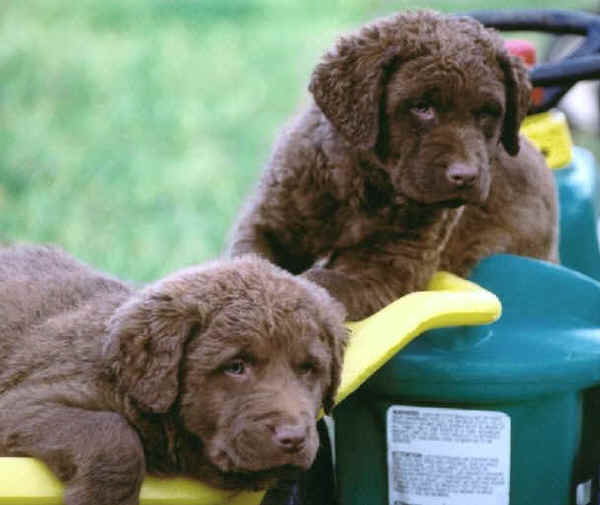 Chesapeake Bay Retriever