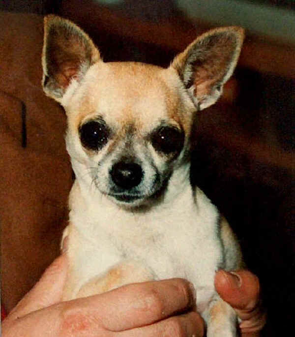 Chihuahua a pelo corto