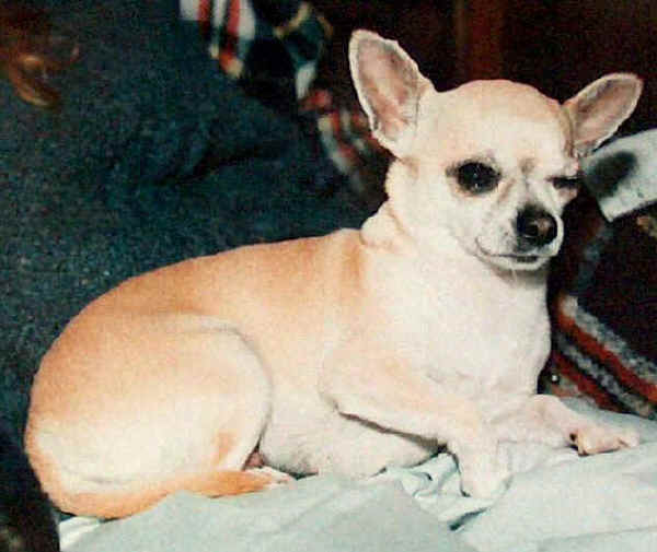 Chihuahua a pelo corto