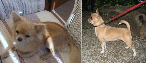 Chihuahua a pelo lungo e a pelo corto