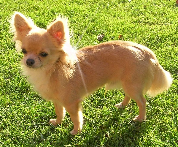 Chihuahua a pelo lungo