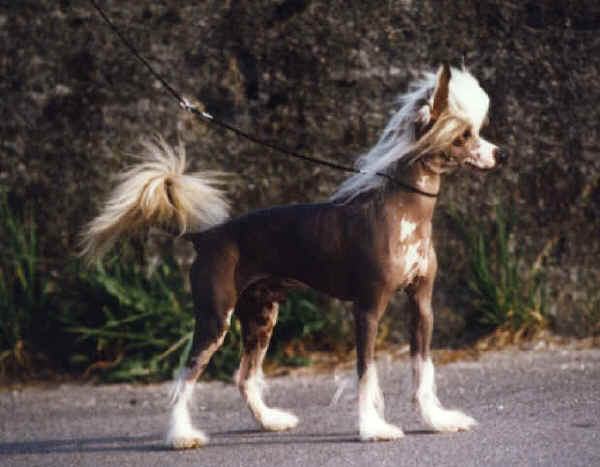 Chinese Crested Dog 