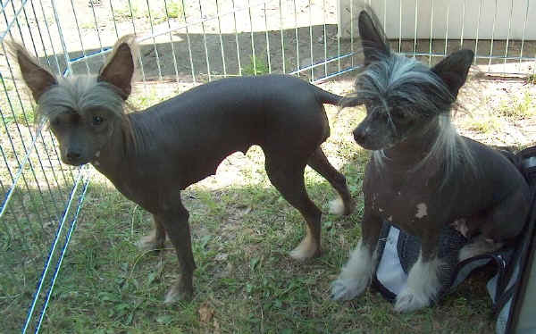 Chinese Crested Dog 