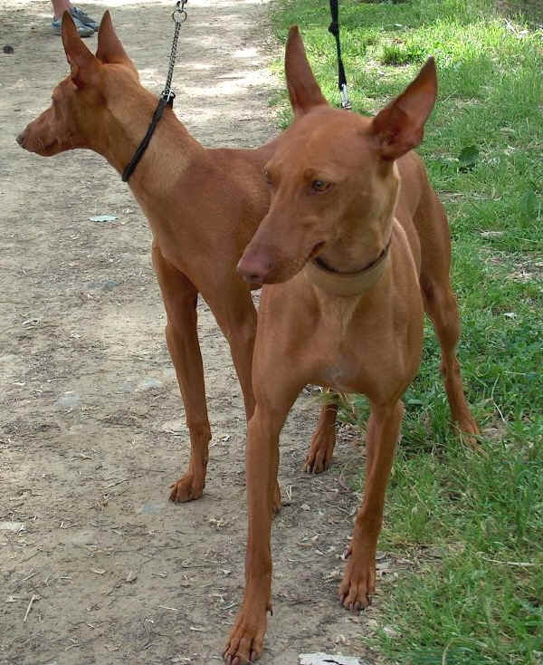 Cirneco dell'Etna