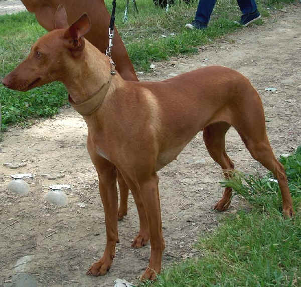 Cirneco dell'Etna 