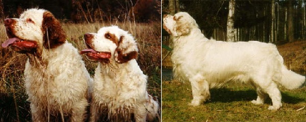 Clumber Spaniel 