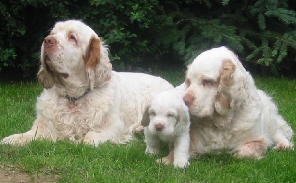 Clumber Spaniel 