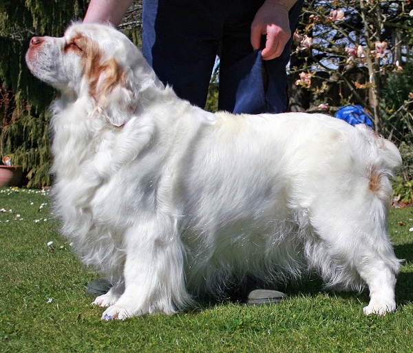 Clumber Spaniel 