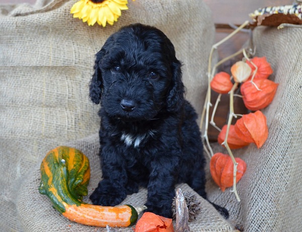 Cockapoo