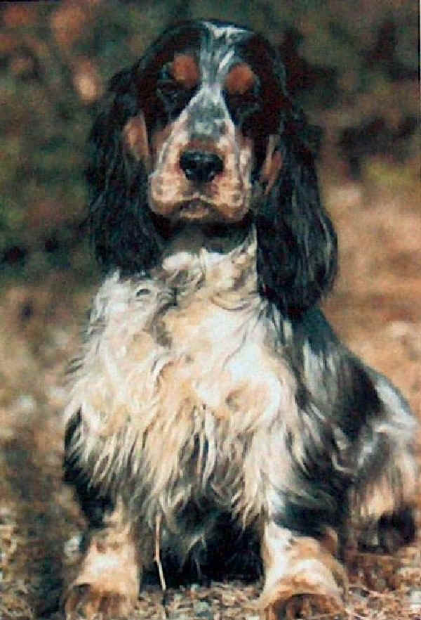 Cocker Spaniel Inglese 