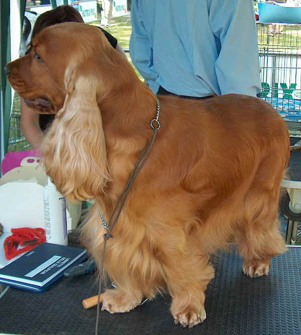 Cocker Spaniel Inglese 