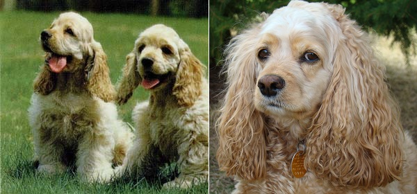 Cocker Spaniel Americano 