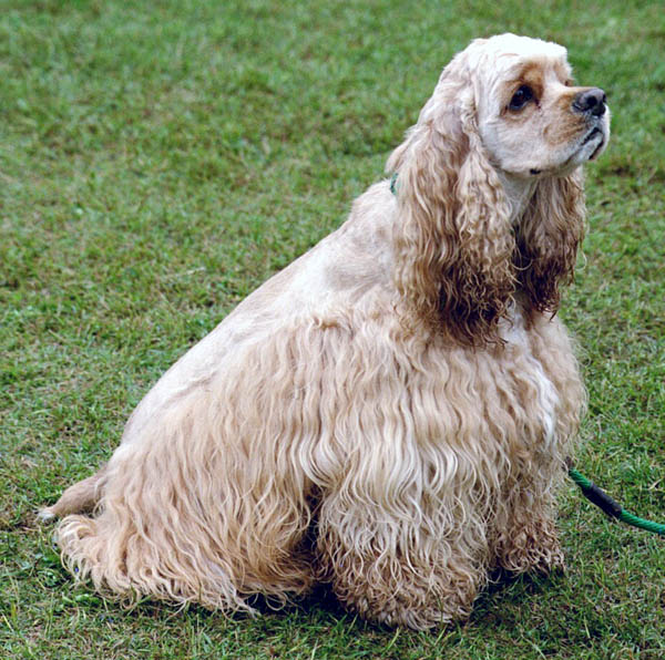 Cocker Spaniel Americano 