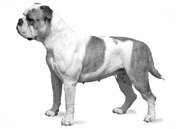 Continental Bulldog 