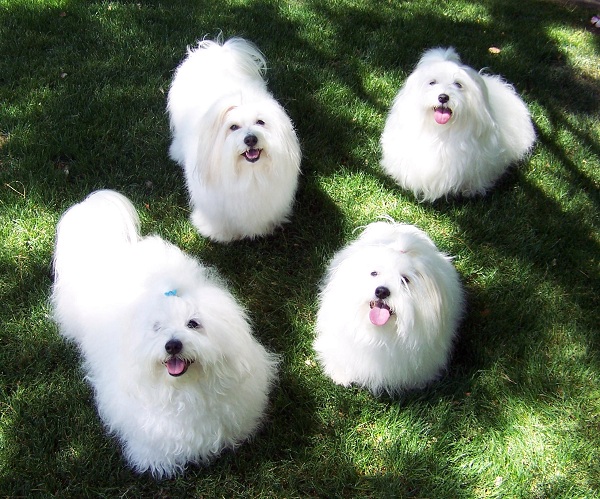 Coton de Tulear