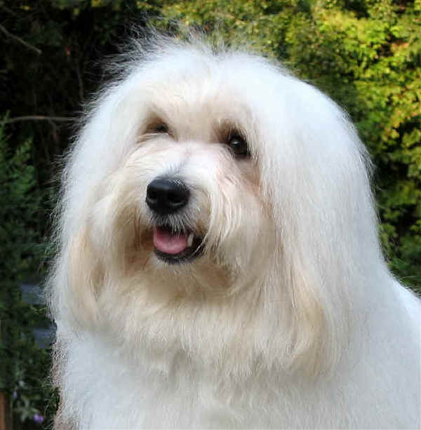 Coton de Tulear 