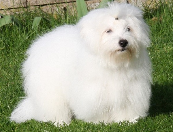 Coton de Tulear 