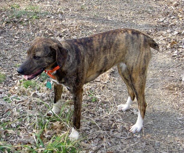 Mountain Cur