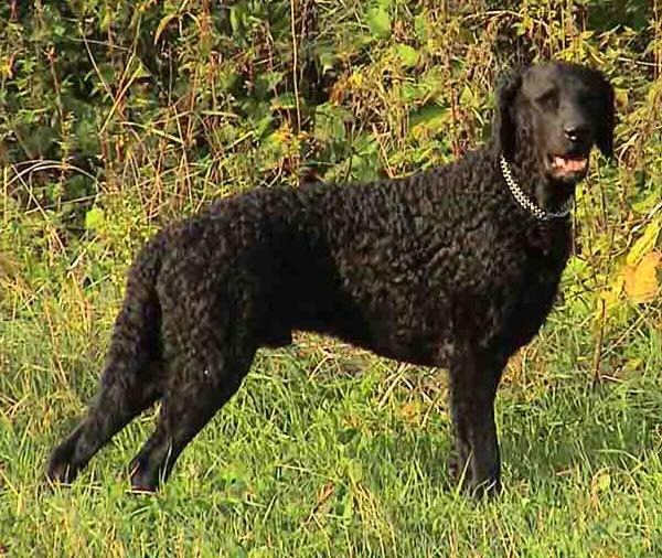 Curly-Coated Retriever