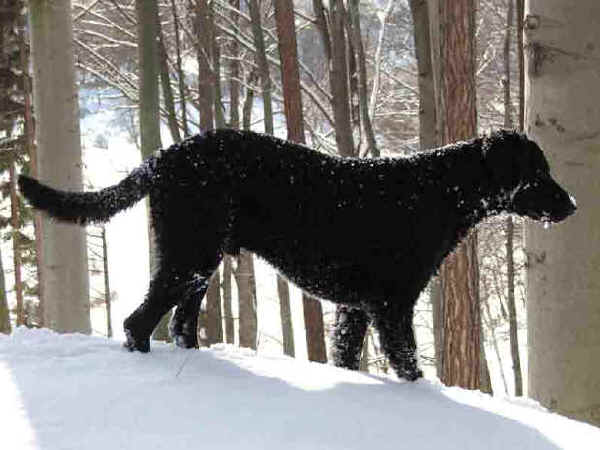 Curly-Coated Retriever