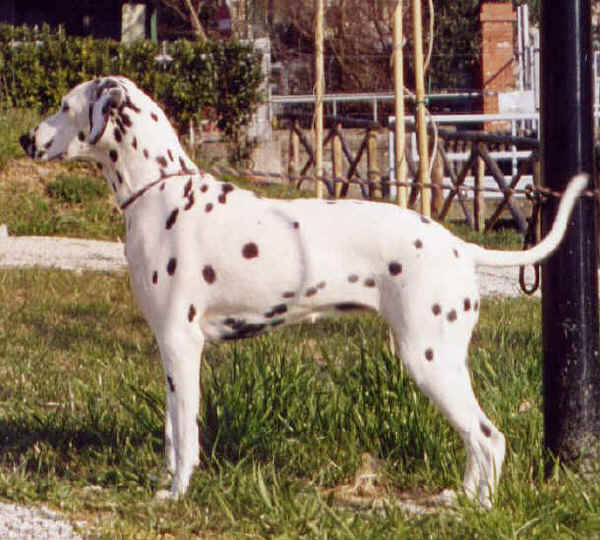 Dalmata