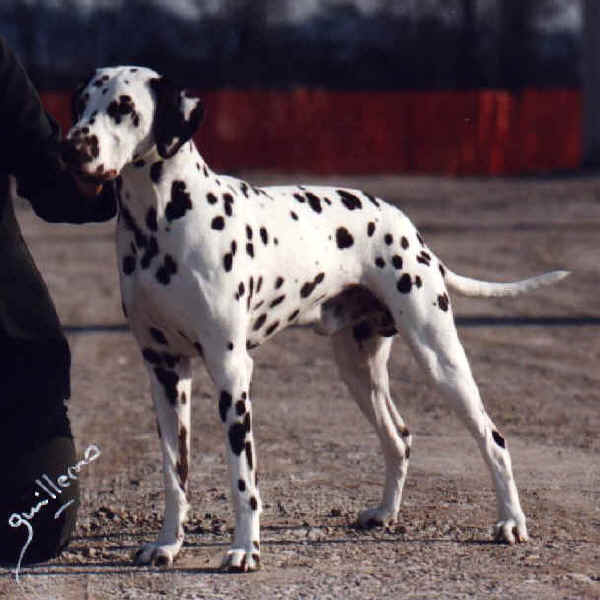 Razze Cani Dalmata