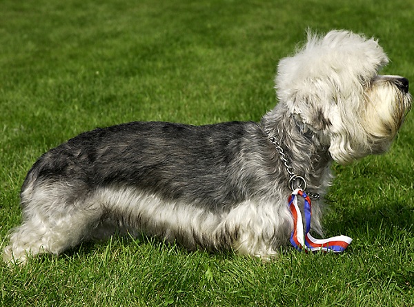 Dandie Dinmont Terrier