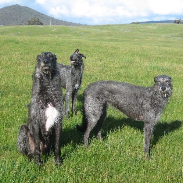 Deerhound