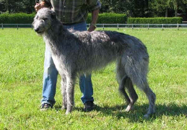 Deerhound